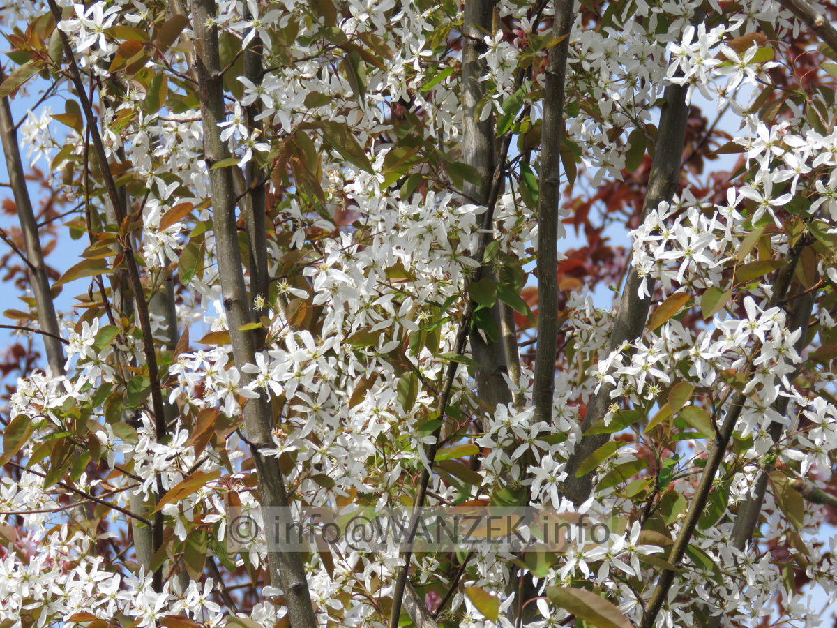 Amelanchier arborea Robin Hill - Bluete nah.JPG